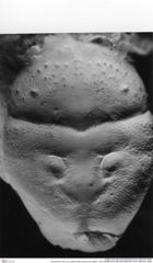 Historisches Foto von Longodromites excisus (von Meyer, 1857) (NHMW-AFW-GEO-BACHMAYER-FOTO-1990-0041-5060)